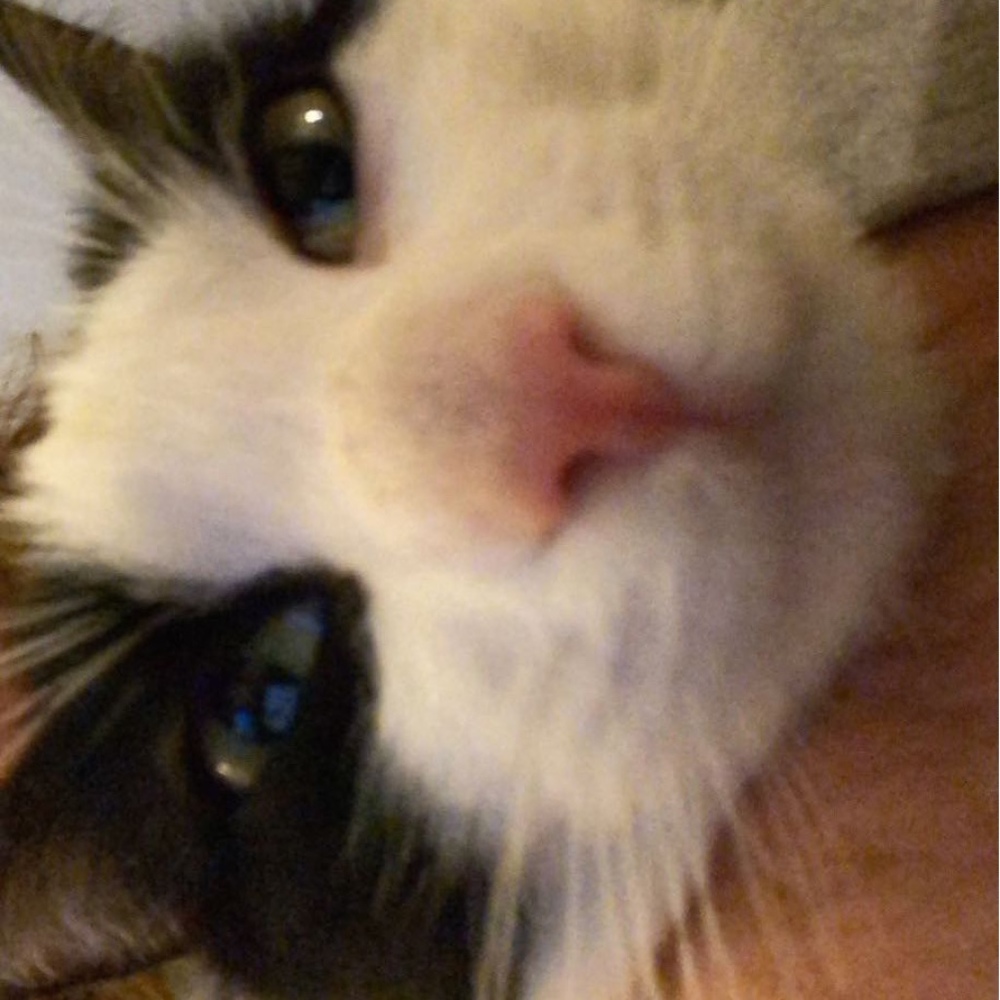 Meet your Posher, Posh